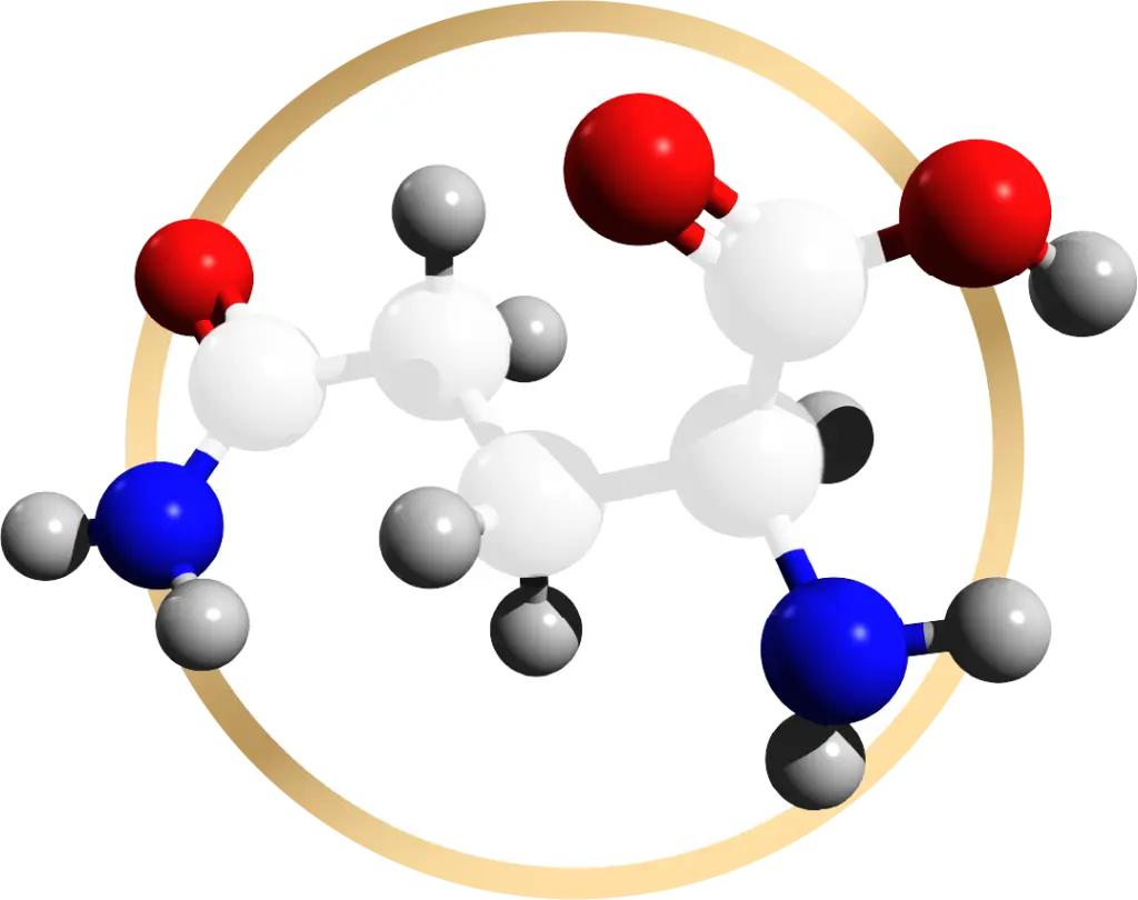 Glutamine and Immune Recovery: What the Research Shows About This Conditionally Essential Amino Acid