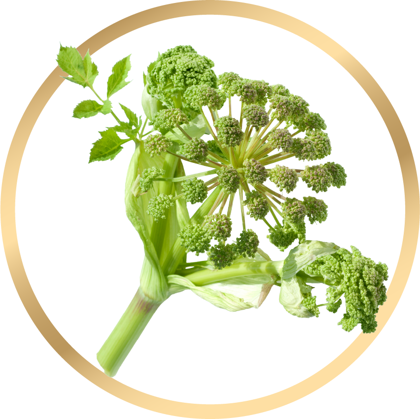 Angelica