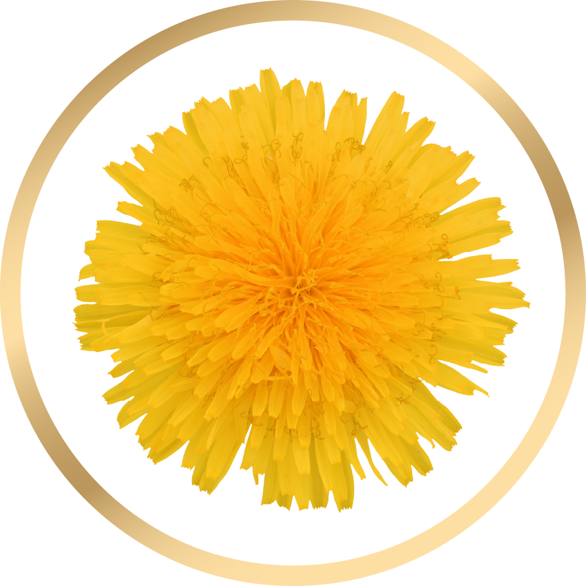 Dandelion