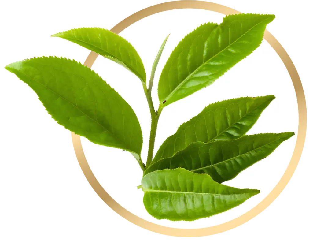 Green Tea Extract and Fat Metabolism: What a Decade of Research Actually Shows