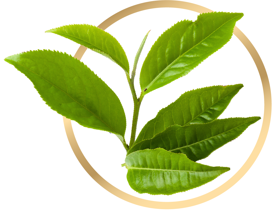 Green tea extract