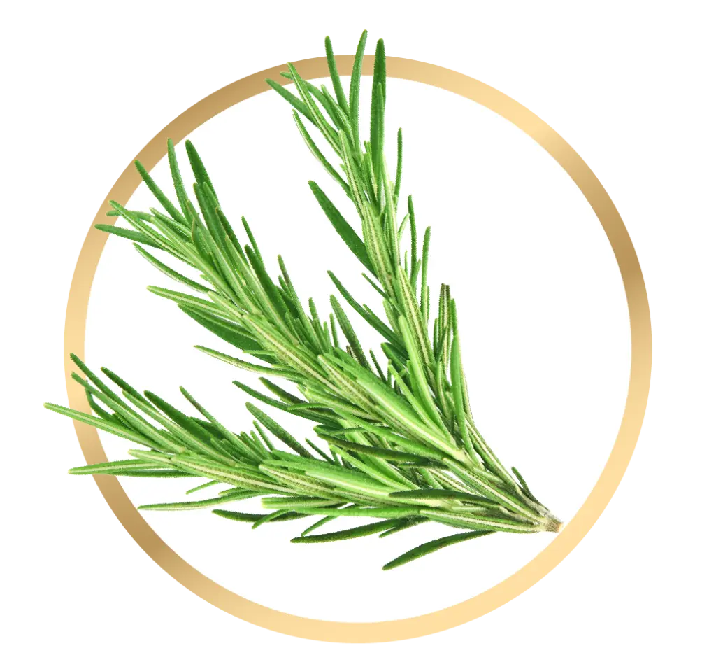 Rosemary and the Nervous System: What the Research Shows About Memory, Mood, and Stress