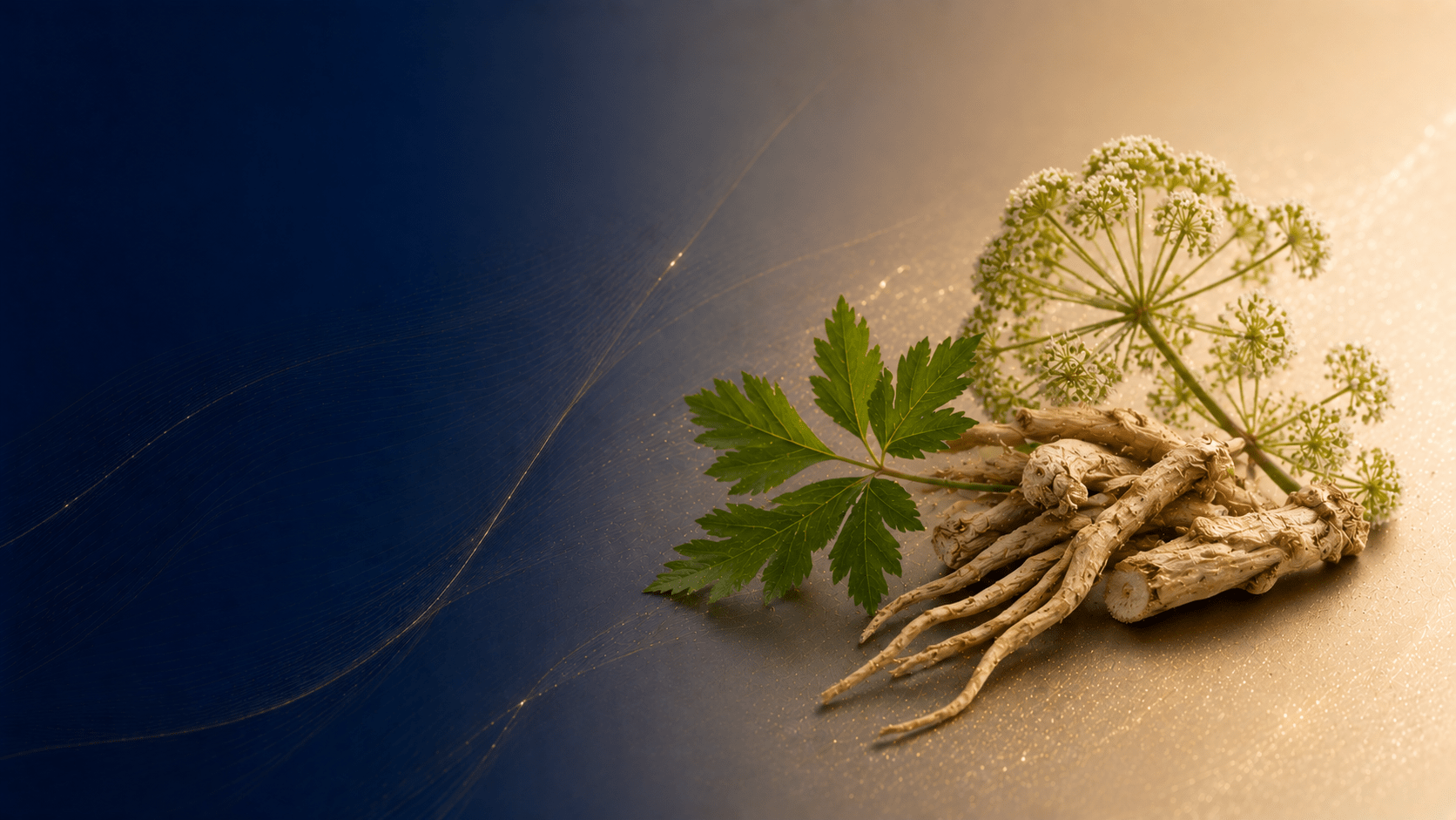 Angelica extract