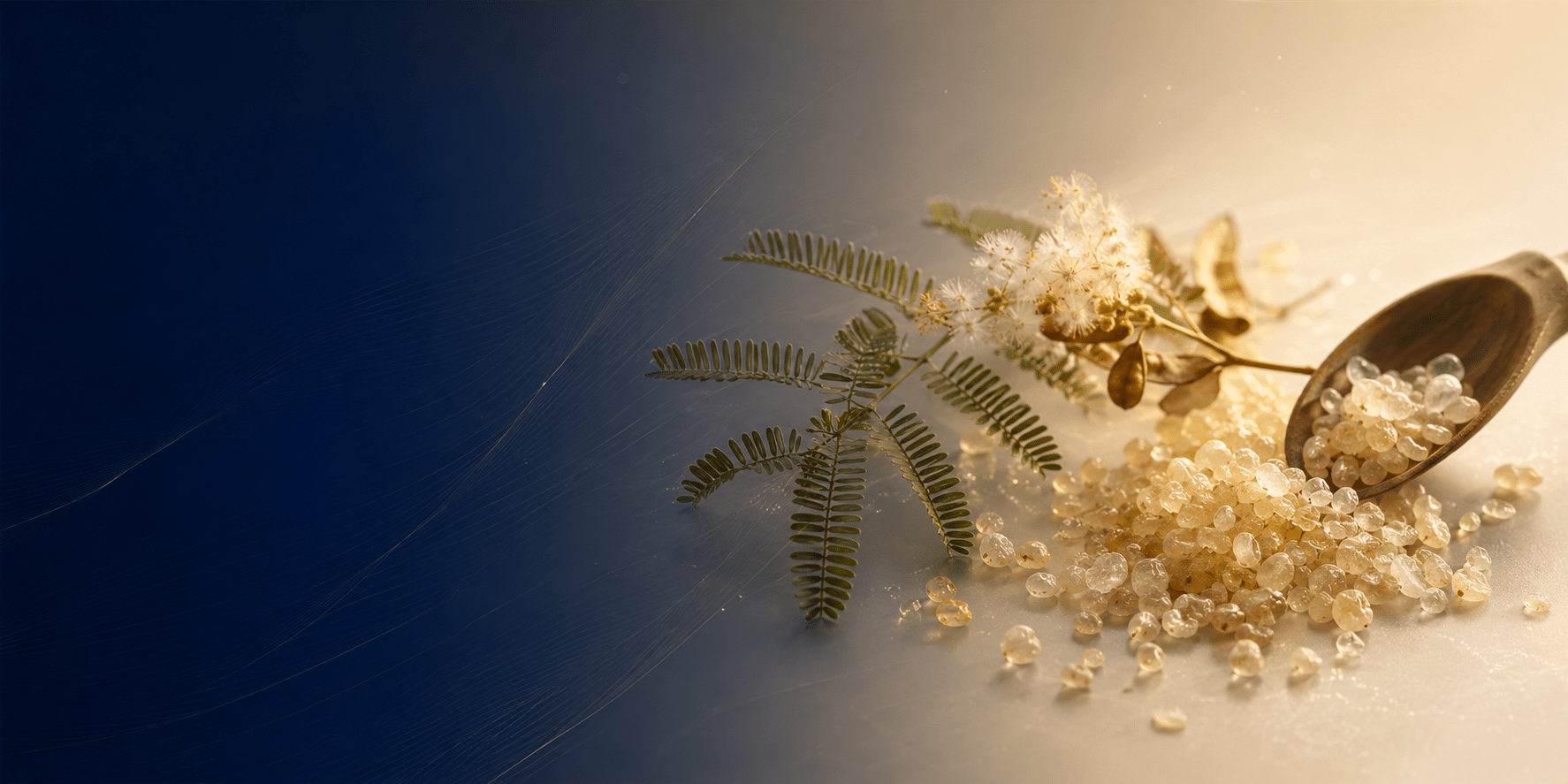 Acacia fiber & gum